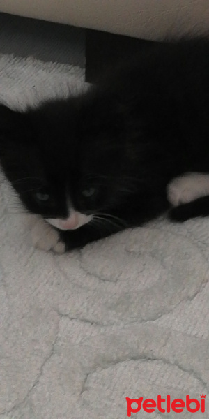 Tekir Kedi, Kedi  Minnoş fotoğrafı