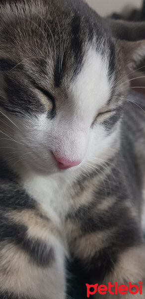 American Shorthair, Kedi  Fındık fotoğrafı