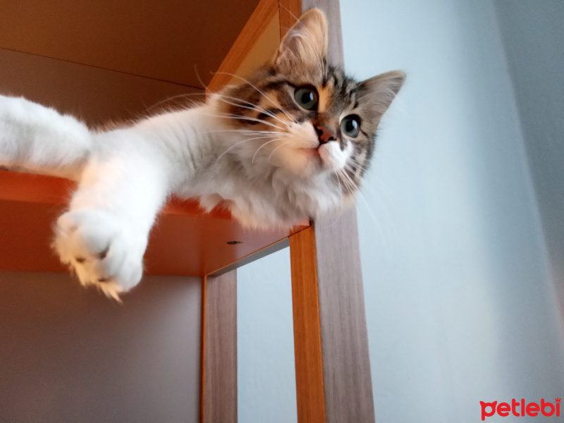 Maine Coon, Kedi  Mirmir fotoğrafı