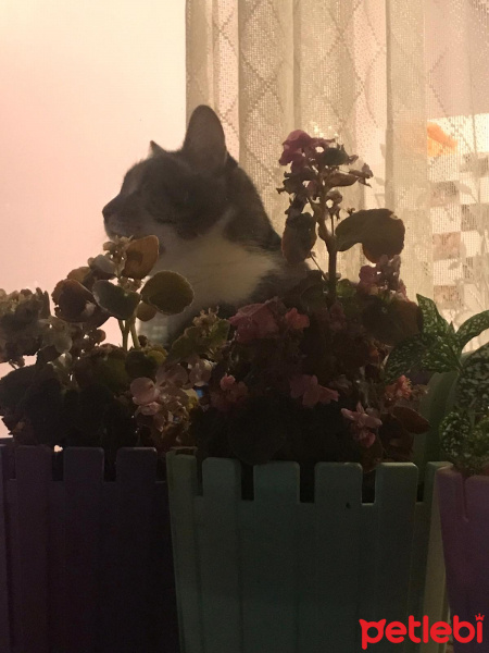 Tekir Kedi, Kedi  Gofret fotoğrafı