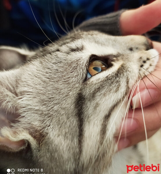 British Shorthair, Kedi  Duman fotoğrafı