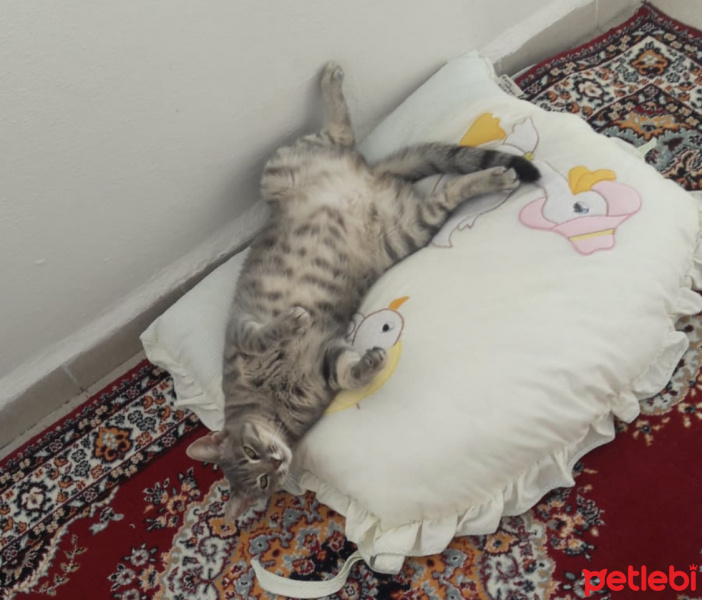 Tekir Kedi, Kedi  GAR fotoğrafı
