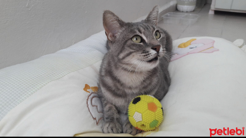 Tekir Kedi, Kedi  GAR fotoğrafı