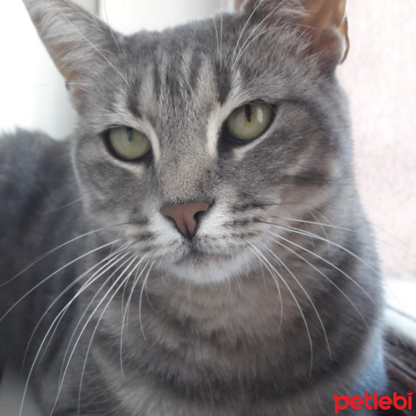 Tekir Kedi, Kedi  GAR fotoğrafı