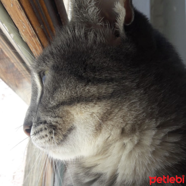 Tekir Kedi, Kedi  GAR fotoğrafı