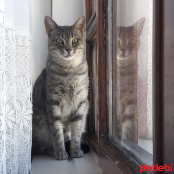 Tekir Kedi, Kedi  GAR fotoğrafı