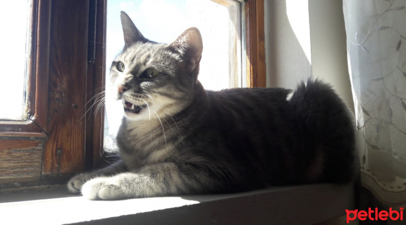 Tekir Kedi, Kedi  GAR fotoğrafı