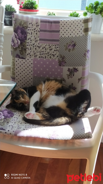 Tekir Kedi, Kedi  Kokoş fotoğrafı