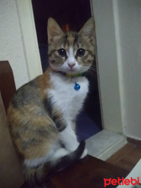 Tekir Kedi, Kedi  Boncuk fotoğrafı