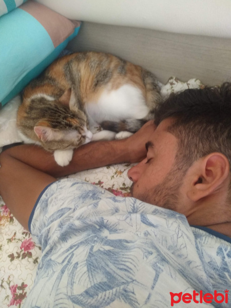 Tekir Kedi, Kedi  Boncuk fotoğrafı