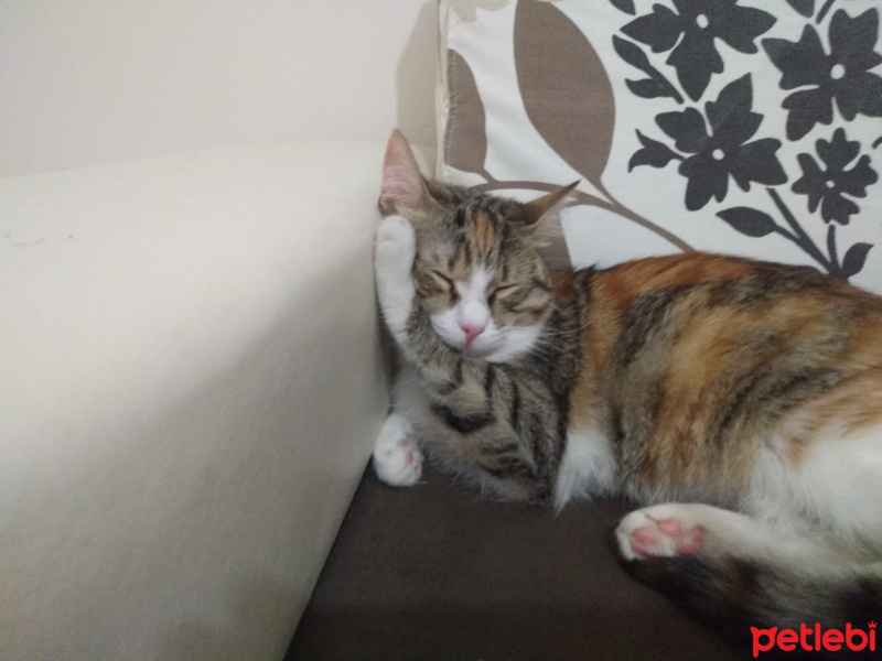 Tekir Kedi, Kedi  Boncuk fotoğrafı