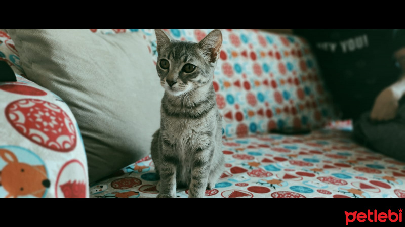 Australian Mist, Kedi  Turta fotoğrafı