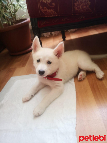 Sibirya Kurdu (Husky), Köpek  Lady fotoğrafı