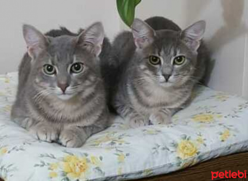 Tekir Kedi, Kedi  korsan fotoğrafı