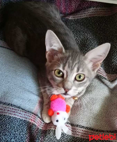 Tekir Kedi, Kedi  korsan fotoğrafı