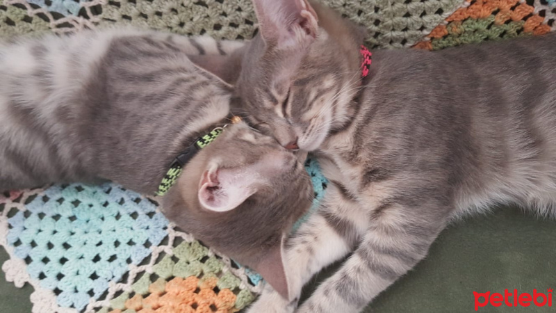 Tekir Kedi, Kedi  korsan fotoğrafı
