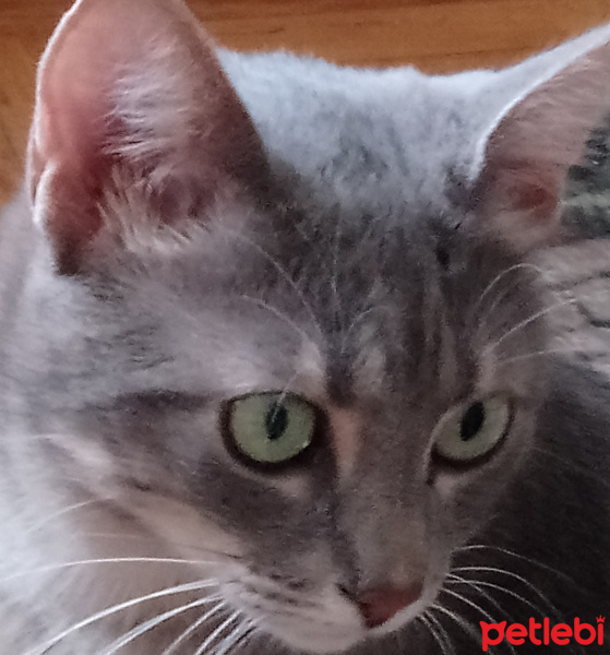 Tekir Kedi, Kedi  korsan fotoğrafı