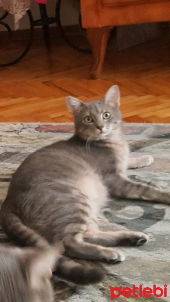 Tekir Kedi, Kedi  korsan fotoğrafı