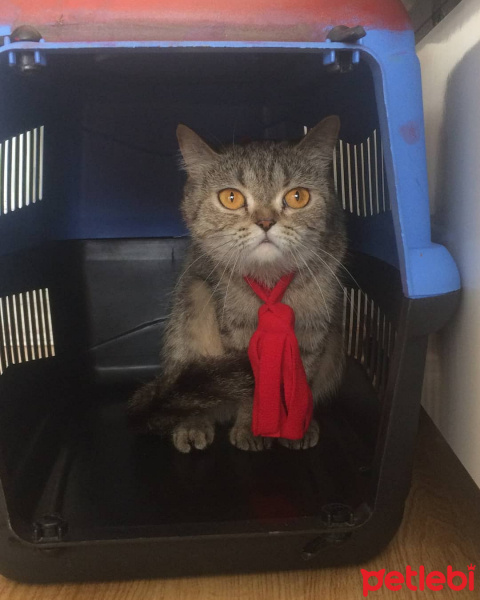 British Shorthair, Kedi  Balmumu fotoğrafı