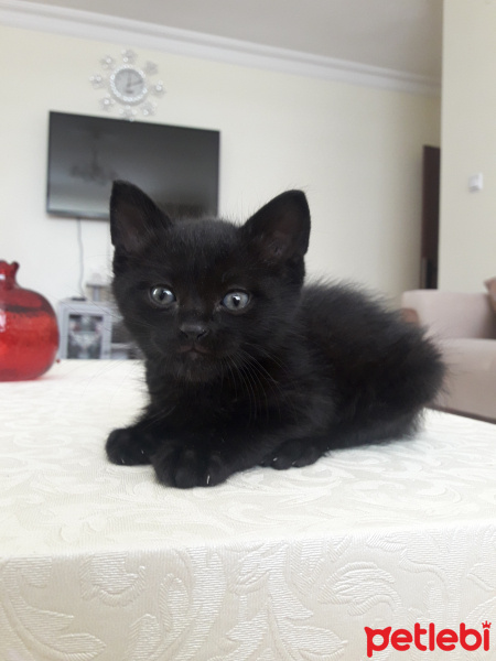 Tekir Kedi, Kedi  Kadife fotoğrafı