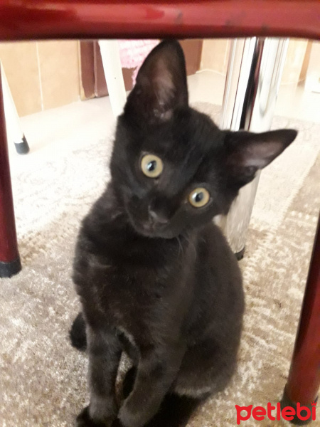 Tekir Kedi, Kedi  Kadife fotoğrafı