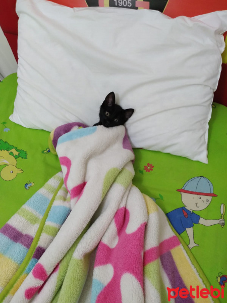 Tekir Kedi, Kedi  Kadife fotoğrafı