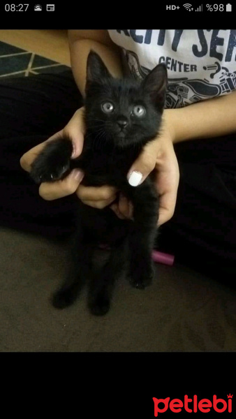 Tekir Kedi, Kedi  Kadife fotoğrafı