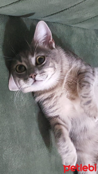 Tekir Kedi, Kedi  çingene fotoğrafı
