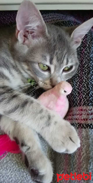 Tekir Kedi, Kedi  çingene fotoğrafı