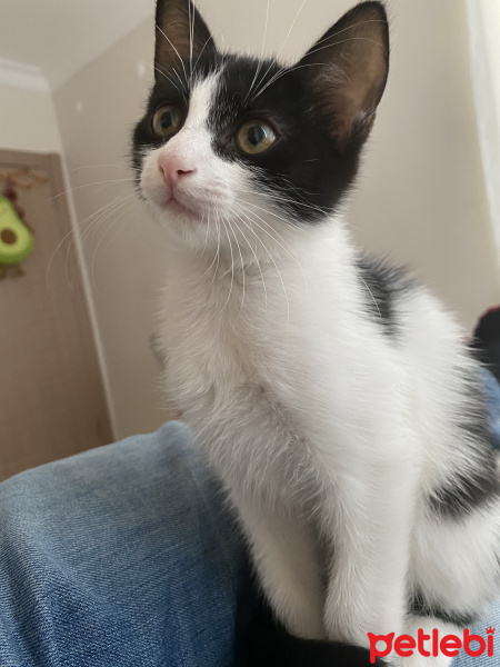 Tekir Kedi, Kedi  Mochi fotoğrafı