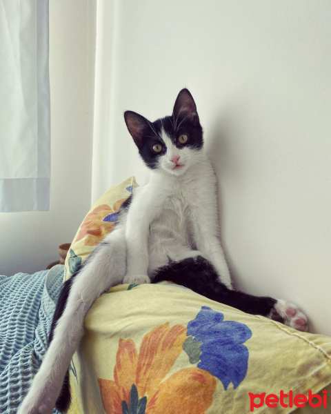 Tekir Kedi, Kedi  Mochi fotoğrafı