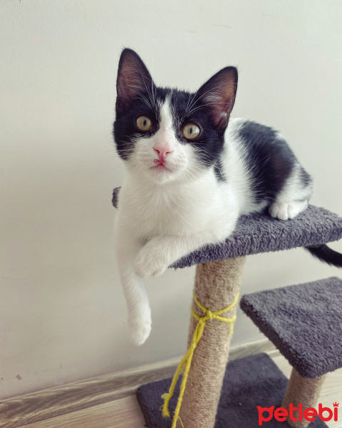 Tekir Kedi, Kedi  Mochi fotoğrafı