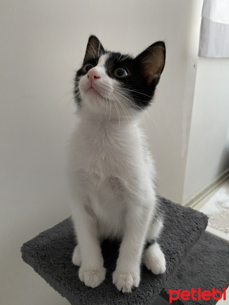 Tekir Kedi, Kedi  Mochi fotoğrafı