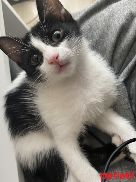 Tekir Kedi, Kedi  Mochi fotoğrafı