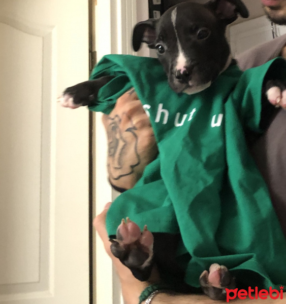 Amerikan Pitbull Terrier, Köpek  ARES ACİL YUVASINI ARIYOR fotoğrafı