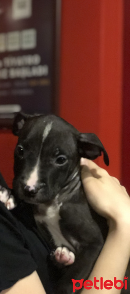 Amerikan Pitbull Terrier, Köpek  ARES ACİL YUVASINI ARIYOR fotoğrafı