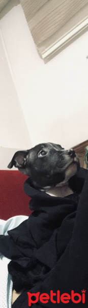 Amerikan Pitbull Terrier, Köpek  ARES ACİL YUVASINI ARIYOR fotoğrafı