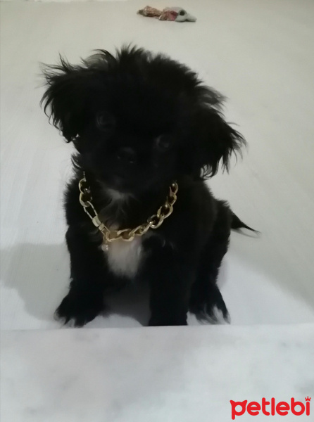 Pekingese, Köpek  Gece fotoğrafı