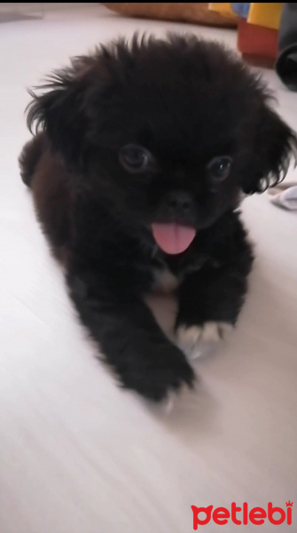 Pekingese, Köpek  Gece fotoğrafı