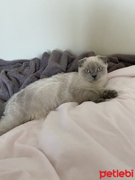 Scottish Fold, Kedi  Mia fotoğrafı