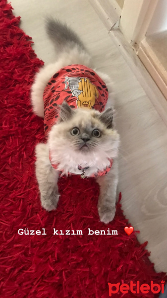 Himalayan, Kedi  Boncuk fotoğrafı