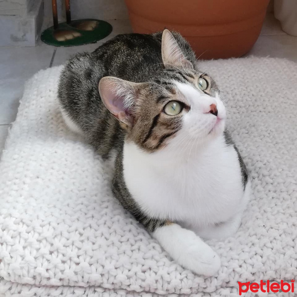 Soke, Kedi  Mırmır fotoğrafı