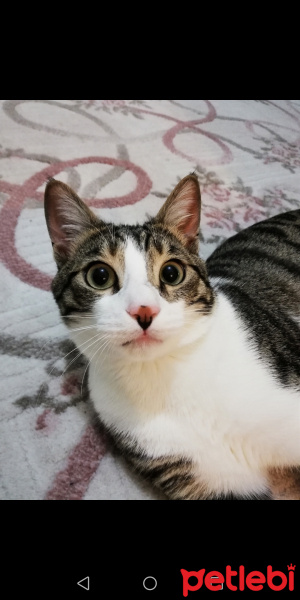 Soke, Kedi  Mırmır fotoğrafı