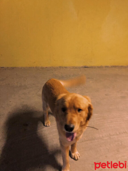 Golden Retriever, Köpek  Bart fotoğrafı