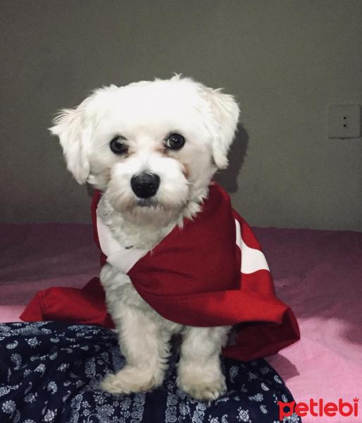 Maltese, Köpek  Şans fotoğrafı
