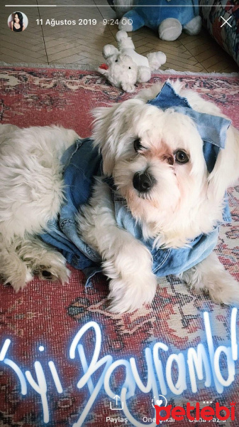 Maltese, Köpek  Şans fotoğrafı