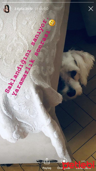 Maltese, Köpek  Şans fotoğrafı