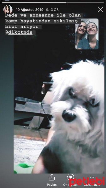 Maltese, Köpek  Şans fotoğrafı
