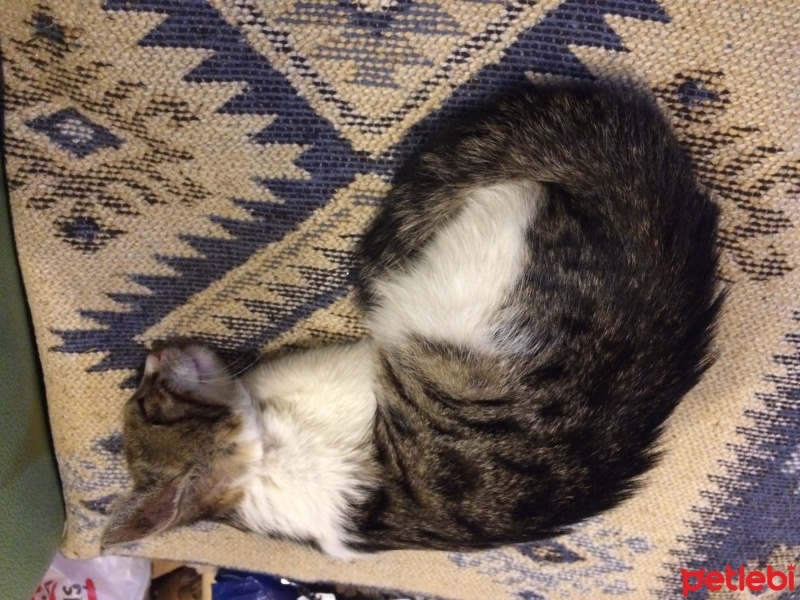 Tekir Kedi, Kedi  Tekir fotoğrafı