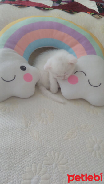 Scottish Fold, Kedi  Milka fotoğrafı